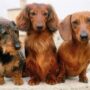 Pros And Cons Dachshunds