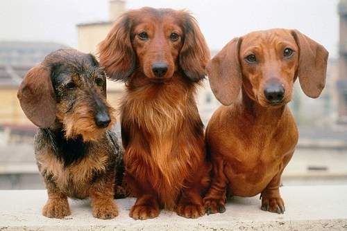 Pros and Cons Dachshunds