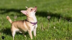 chihuahua training