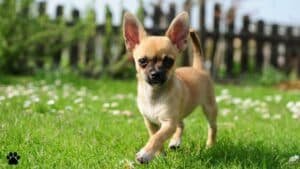 chihuahua pros and cons
